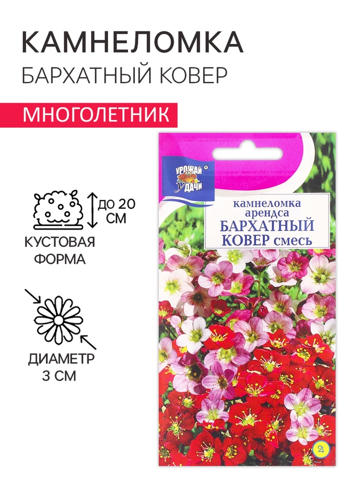 Семена цветов Камнеломка