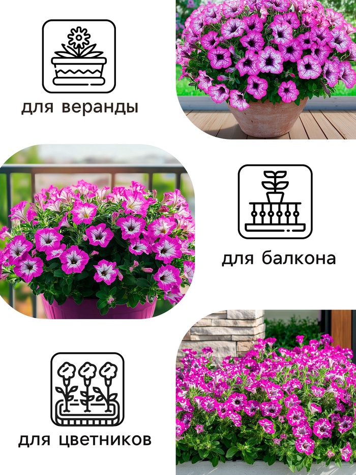 Семена цветов Петуния