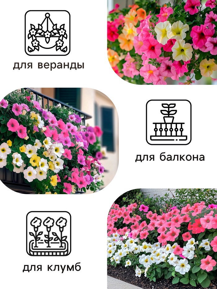Семена Петуния