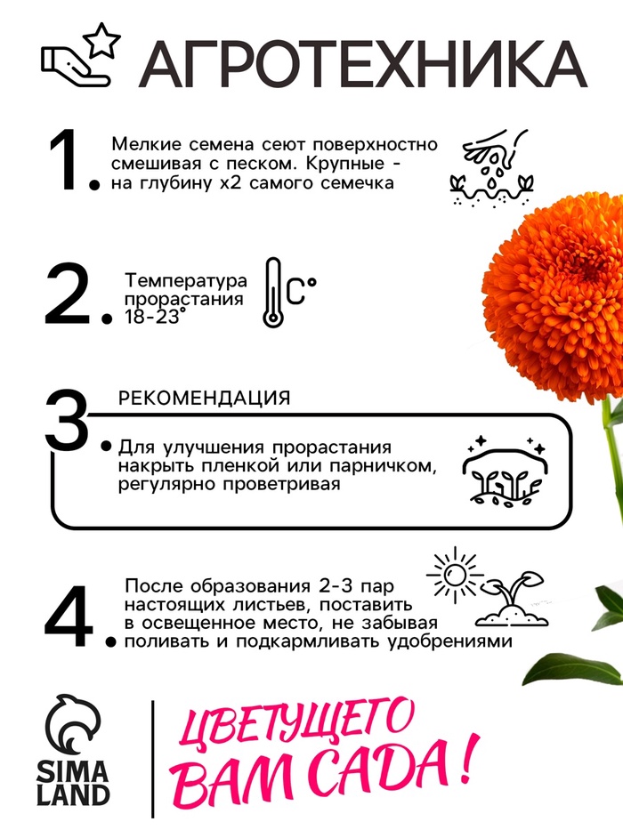 Семена Астра Монпансье, смесь окрасок , 0,2г