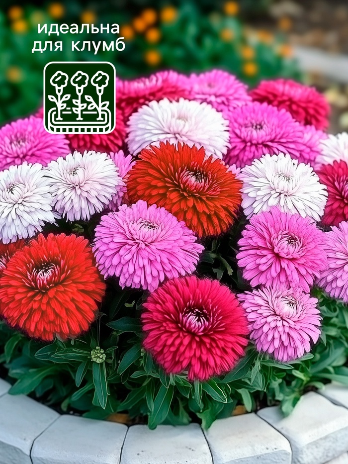 Семена Астра Монпансье, смесь окрасок , 0,2г