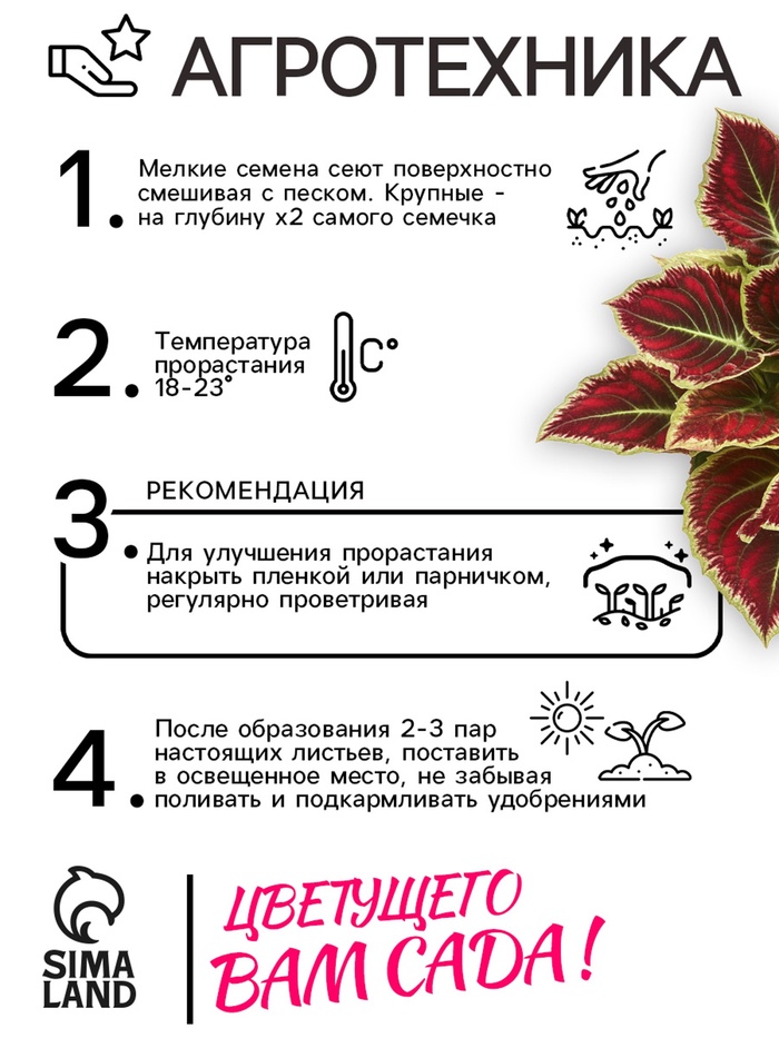 Семена Цветов Колеус
