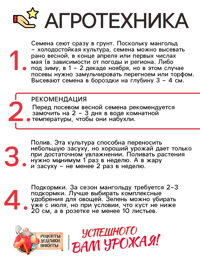 Семена Мангольд