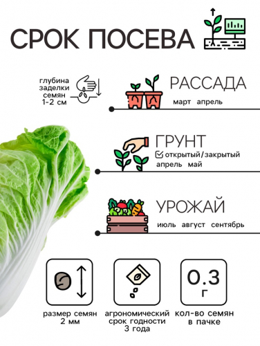 Семена Капуста пекинская 