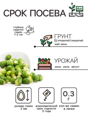 Семена Капуста брюссельская 