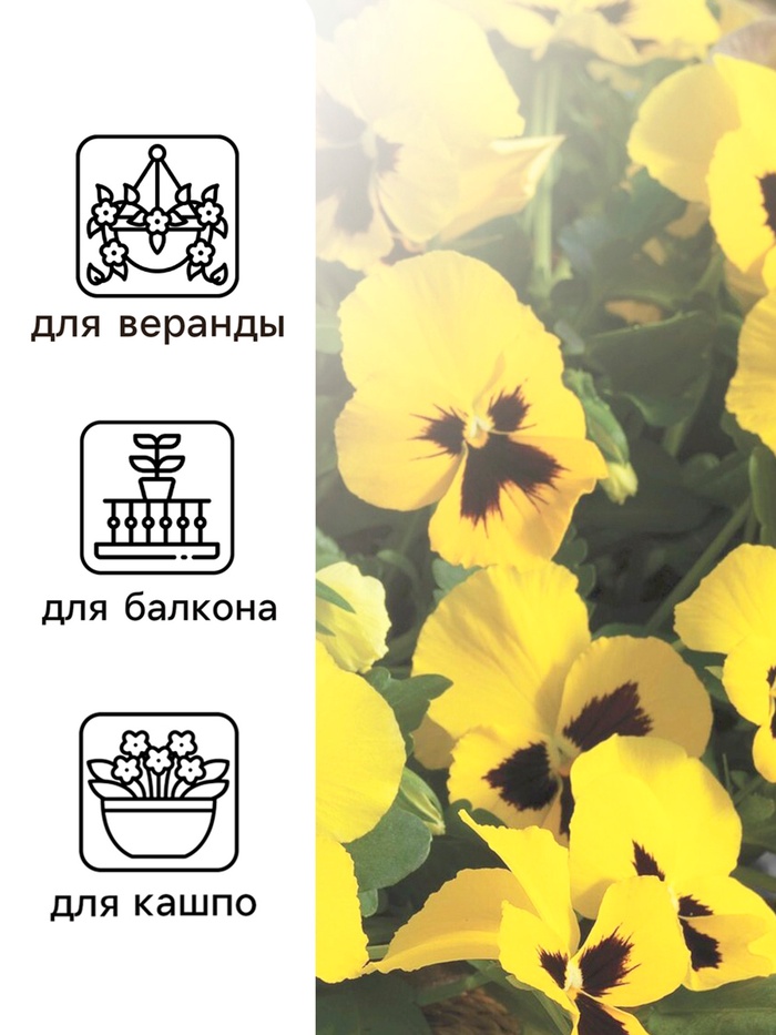 Семена Виола