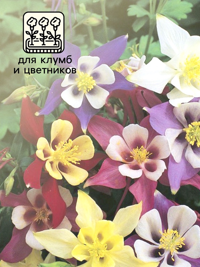 Семена Аквилегия Бидермайер 0.1г*