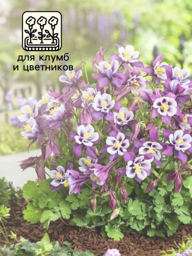 Семена Аквилегия Мак Кана Джиант 0.1г*
