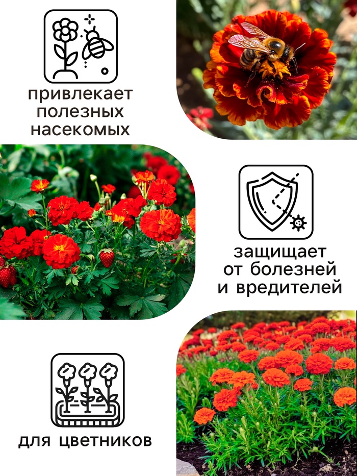 Семена цветов Календула махровая