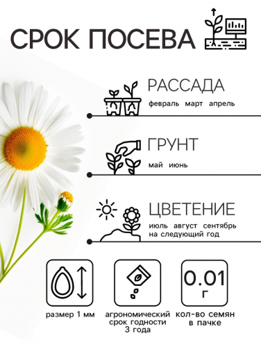 Семена Ромашка 