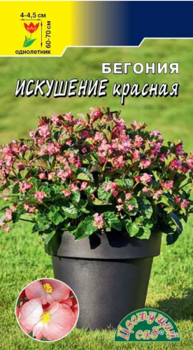Бегония Искушение Красная смесь 5шт