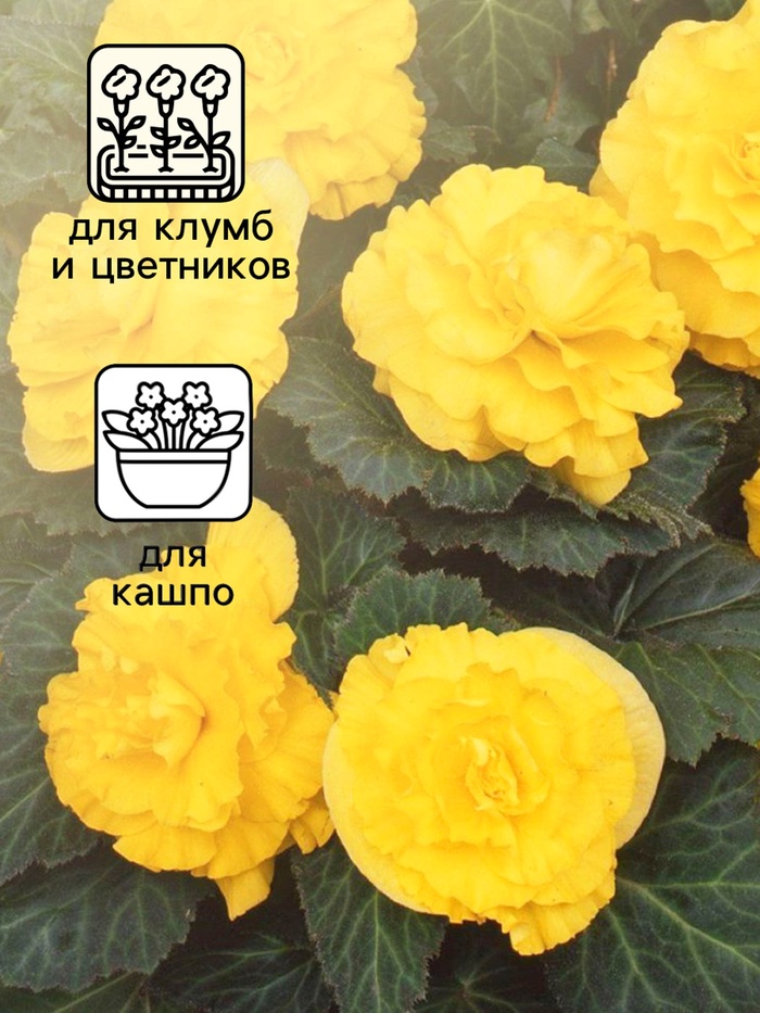 Семена Бегония