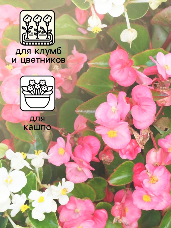 Семена цветов Бегония вечноцветущая