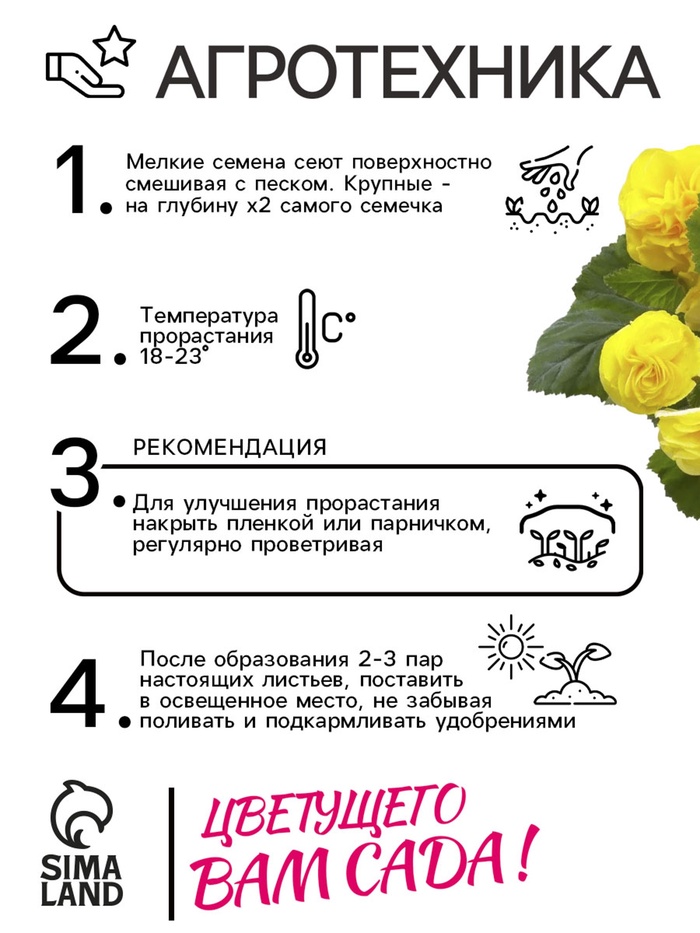 Семена Бегония