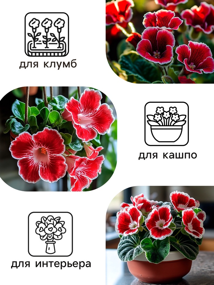 Семена комнатных цветов Глоксиния Аванти