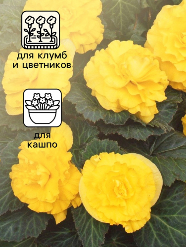 Семена Бегония 