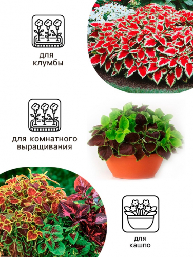 Семена цветов Колеус 