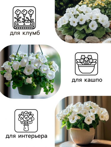 Семена комнатных цветов Глоксиния 