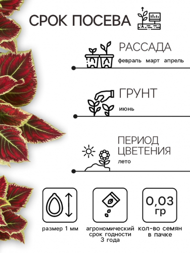 Семена цветов Колеус 