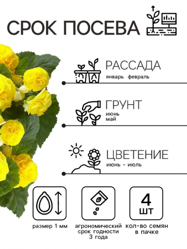 Семена Бегония 