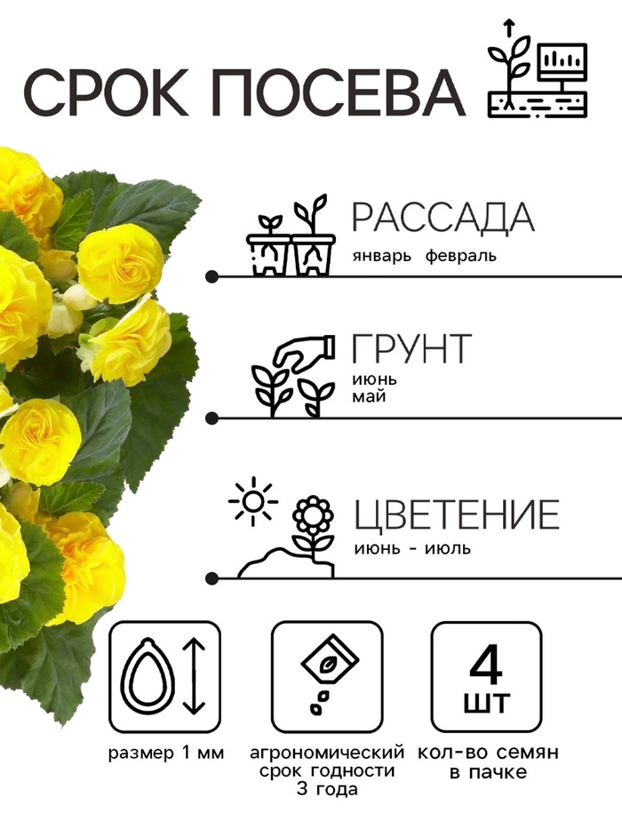 Семена Бегония