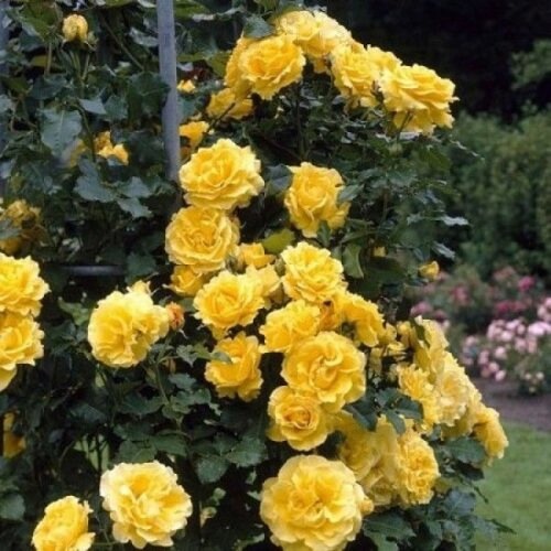 роза Казино (плетистая) трехлетки