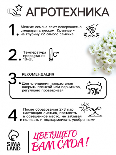 Семена цветов Алиссум 