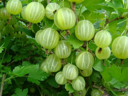 крыжовник Берилл (слабошиповый)