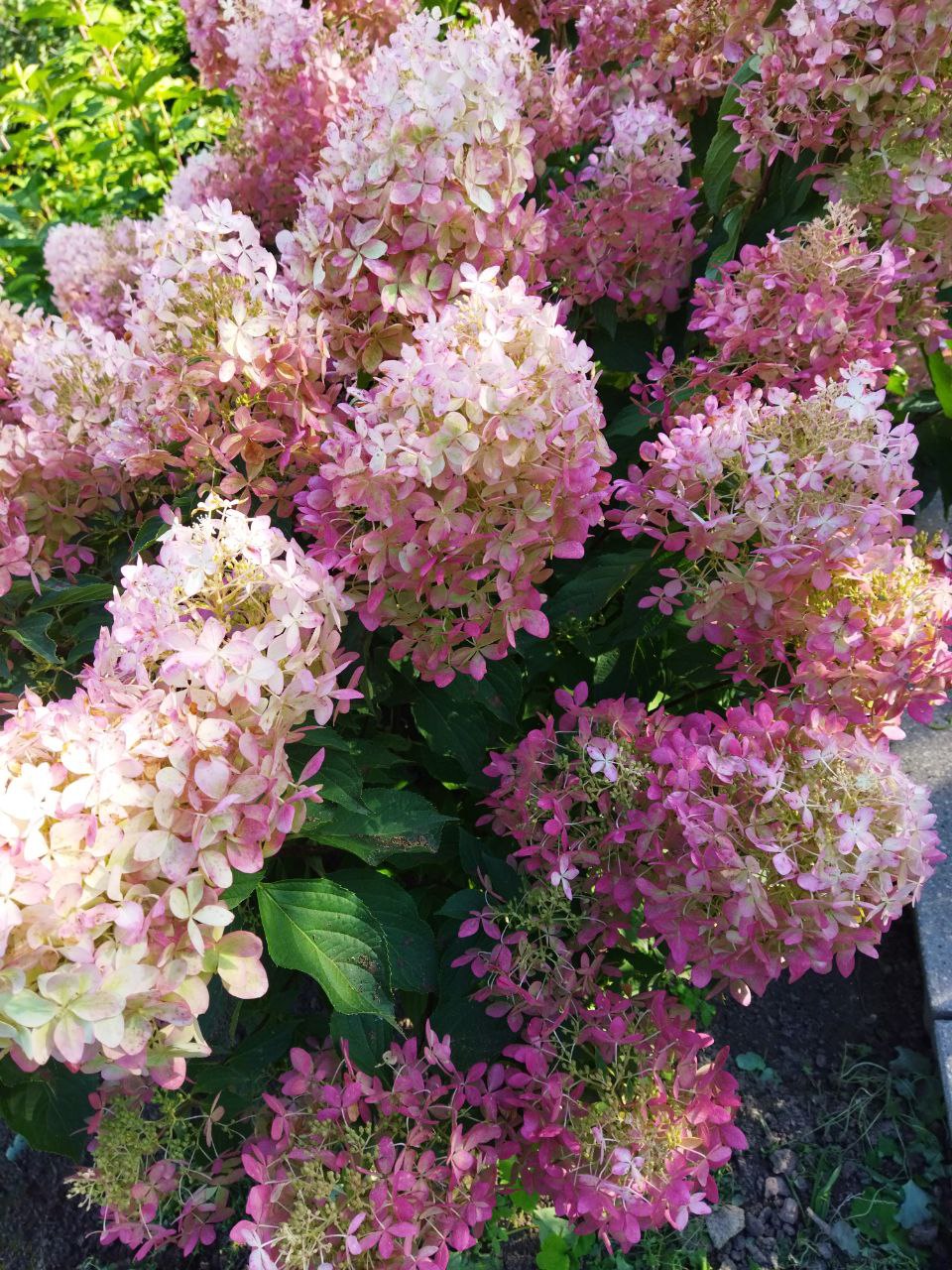 Гортензия метельчатая, сорт Грандифлора