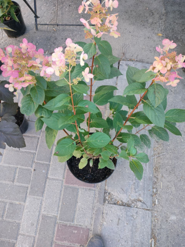 Гортензия метельчатая, сорт Эрли Сенсейшен