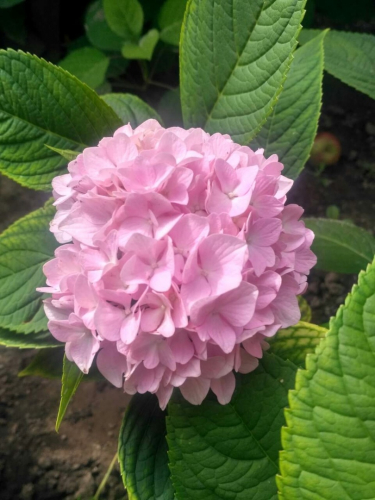 Гортензия крупнолистная Леди Седакшен