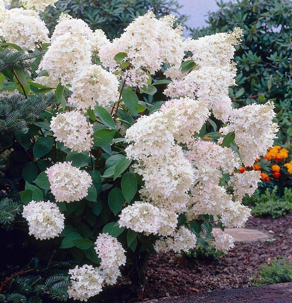 Гортензия метельчатая, сорт Грандифлора
