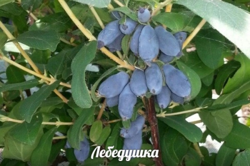 Жимолость, сорт Лебёдушка (высокорослая)