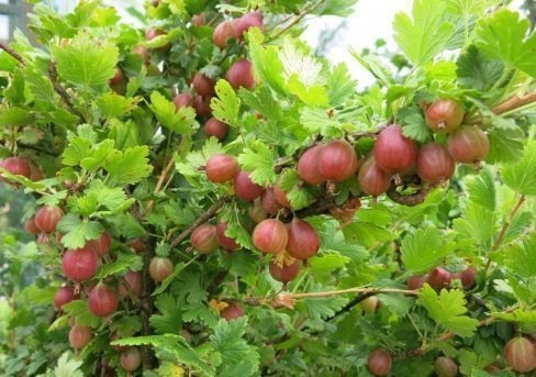 Крыжовник, сорт Колобок (бесшипный)