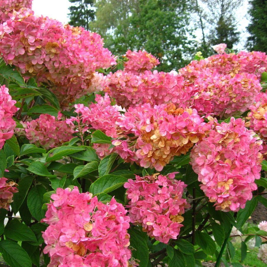 Гортензия метельчатая, сорт Эрли Сенсейшен