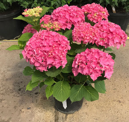 Гортензия крупнолистная Леди Седакшен