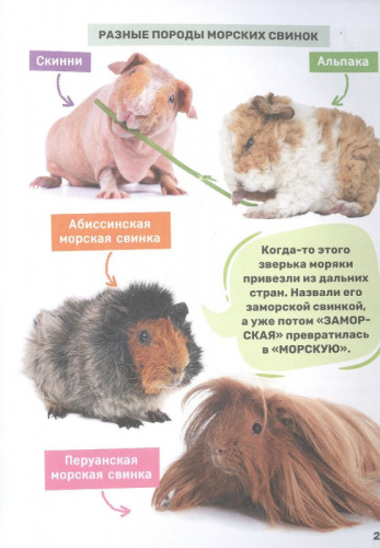 Домашние питомцы. Первая энциклопедия малыша