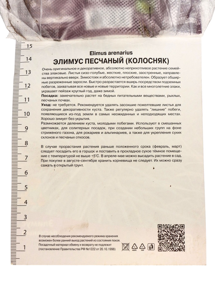 Элимус песчаный, р-р I, 1 шт, Осень 2025