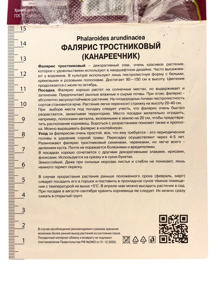 Фалярис тростниковый Триколор, р-р I, 1 шт, Осень 2025