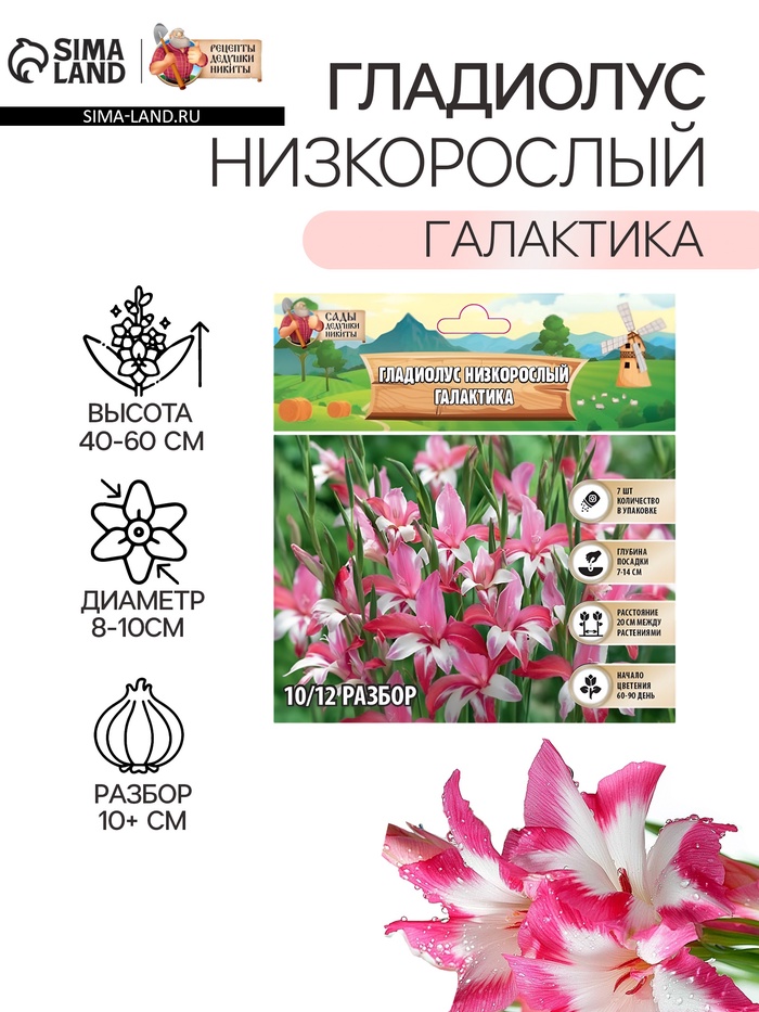 Гладиолус Низкорослый «Галактика», луковица цветов в пакете с перфорацией, р-р 10+, 7 шт.
