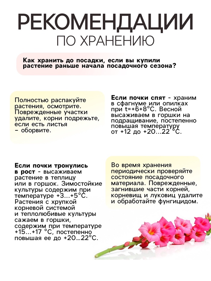 Гладиолус Низкорослый (мини) смесь сортов, луковица цветов в пакете с перфорацией, р-р 10/+ , 7 шт.
