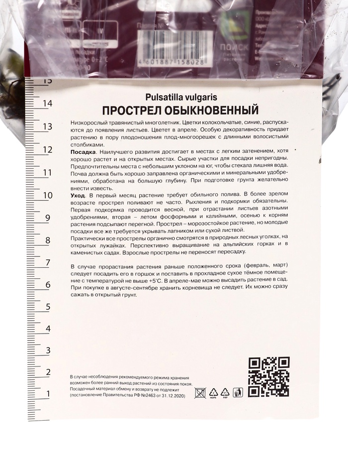 Прострел обыкновенный, р-р I, 1 шт, Осень 2025