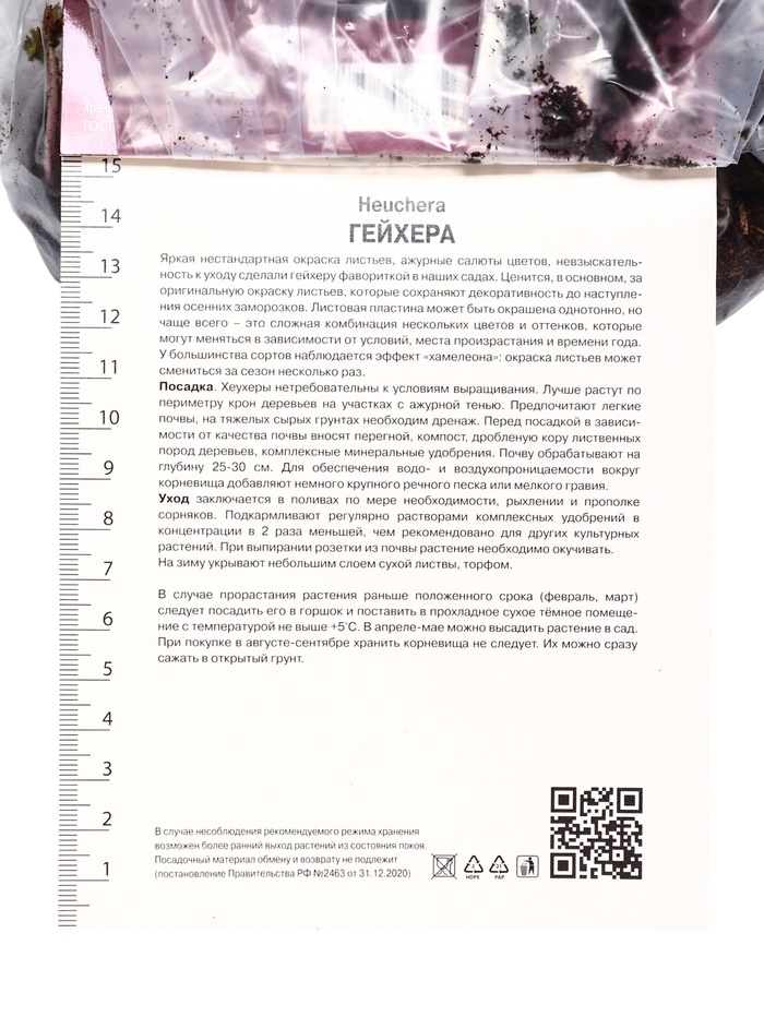 Гейхера (Хеухера) гибридная Бьюти Колор, корневище в пакете с торфогрунтом, р-р I, 1 шт.