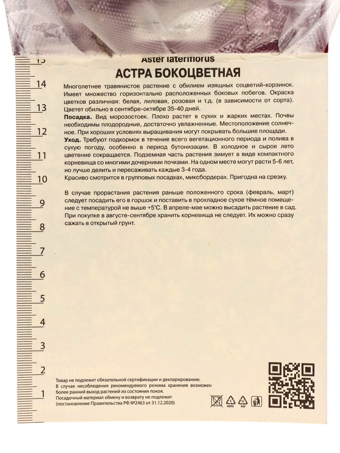 Астра бокоцветковая «Принц», корневище в торфогрунте, р-р I, 1 шт.