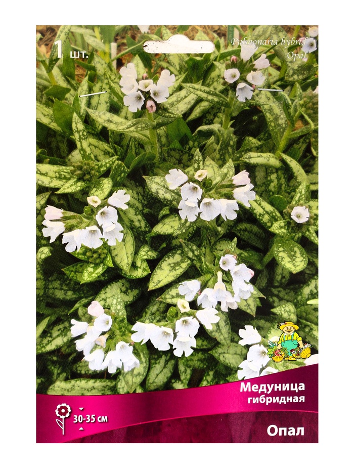 Медуница гибридная Опал, корневище в пакете с торфогрунтом, р-р I, 1 шт.