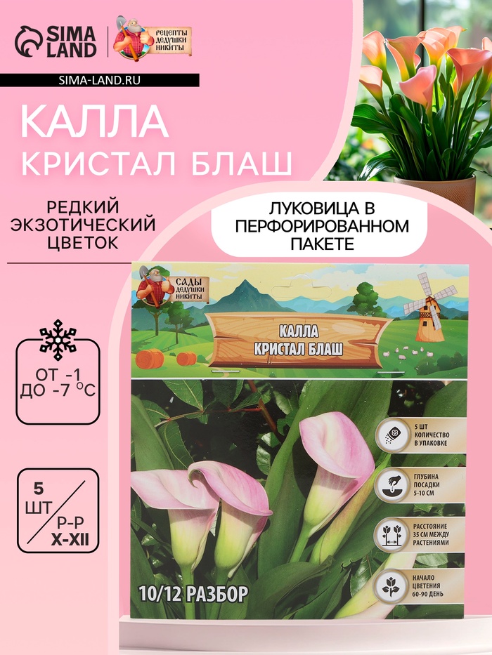 Калла «Кристал Блаш», клубнелуковица в пакете с перфорацией, р-р 10/12, 5 шт.
