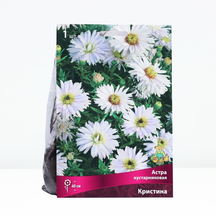 Астра кустарниковая «Кристина», корневище в торфогрунте, р-р I, 1 шт.