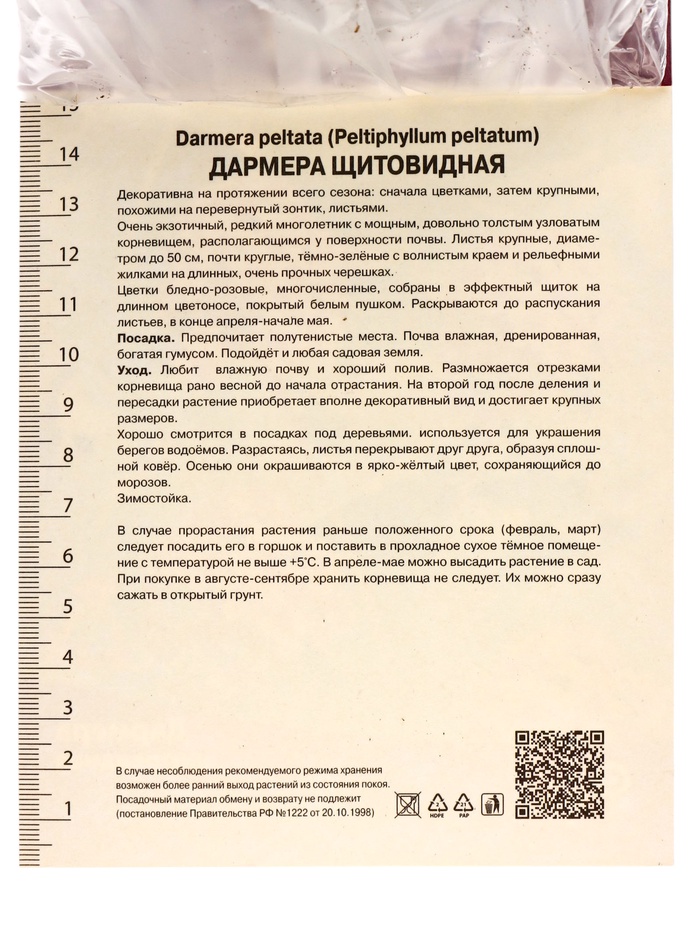 Дармера щитовидная, р-р I, 1 шт, Осень 2025
