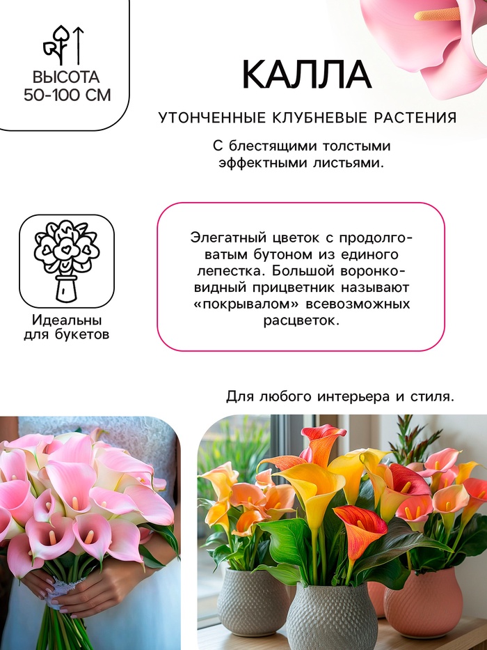 Калла «Гарнет Глоу», клубнелуковица в пакете с перфорацией, р-р 10/12, 5 шт.