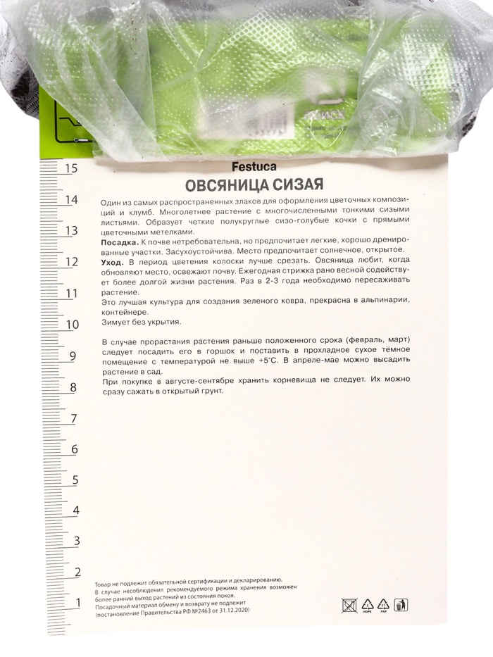 Овсяница сизая, р-р I, 1 шт.